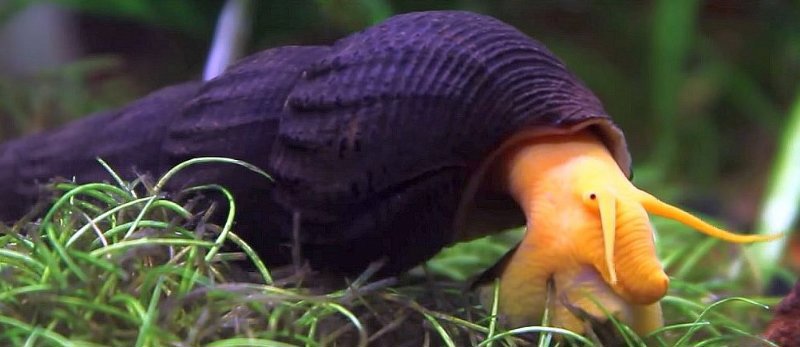 Tylomelania Sulawesi Orange rabbit