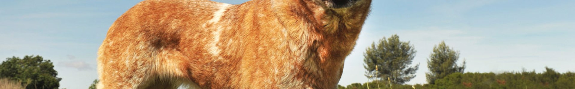 I Frastødende kaldenavn Australsk cattle dog - find din nye hvalp – Køb og salg