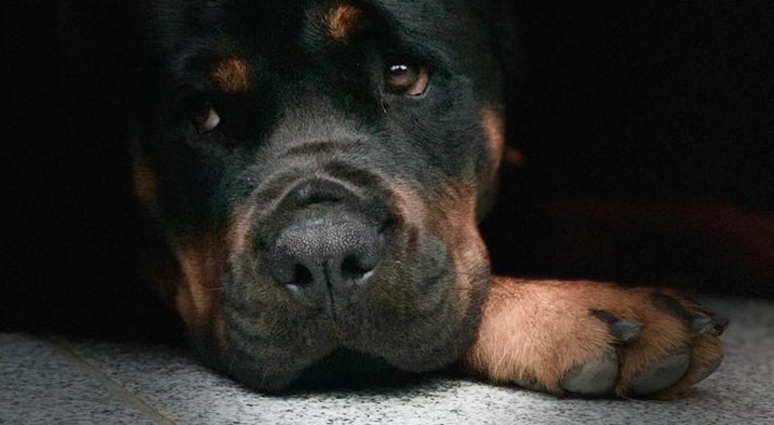 Ægte Rottweiler hvalpe 