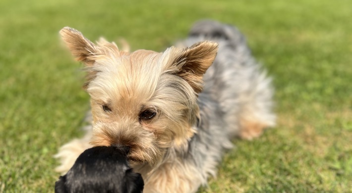 Yorkshire Terrier/Chihuahua mix