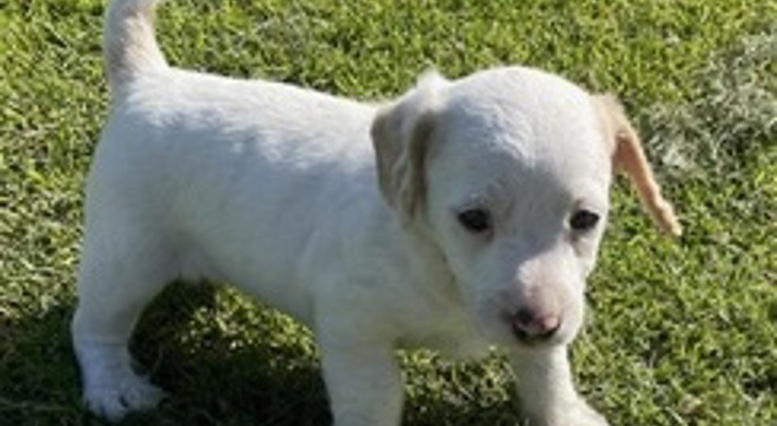 jackapoo  (Poodle /Jack Russell)