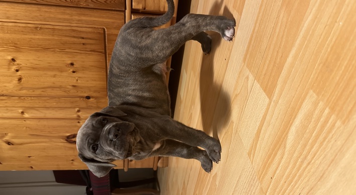 Cane Corso hvalpe FCI stamtavle