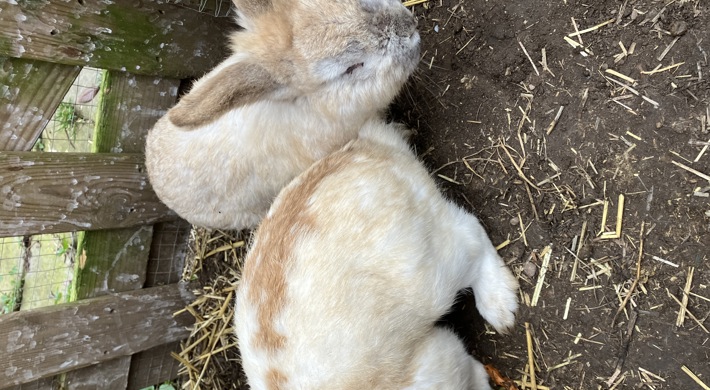2 kaniner søger nyt hjem