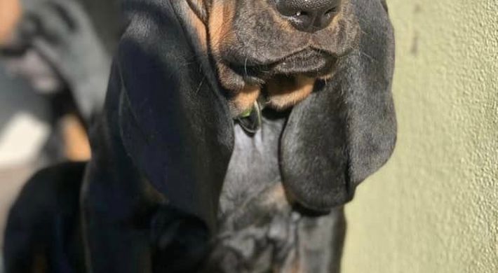 BLACK AND TAN COONHOUND HVALPE