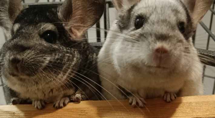 Chinchilla par + bur