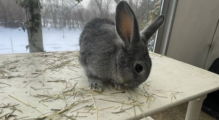 3 måneders grå hun kanin