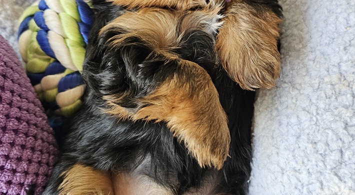 Ægte yorkshire Terrier hvalp