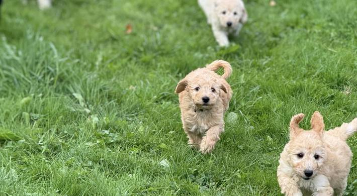 REJSEKLAR Skønne  Mellem Goldendoodle