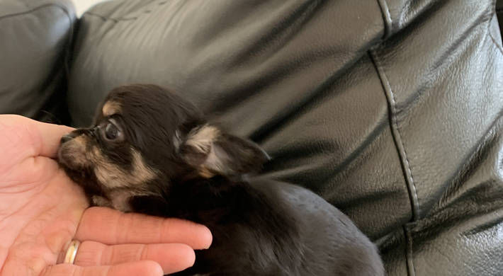 Chihuahua han med DKK stamtavle