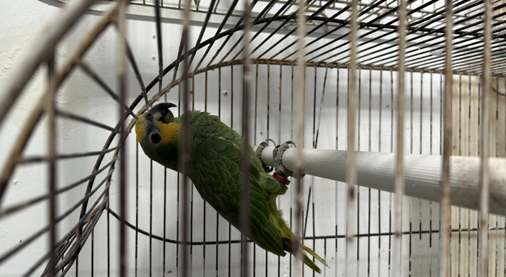 Amazon papegøje