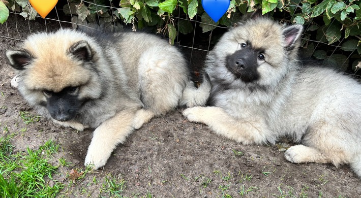 Skønne, lækre og fantastiske keeshond hvalpe med stamtavle