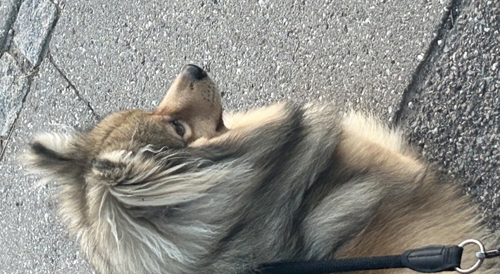 Skøn Mittelspitz han hund på 11 mdr