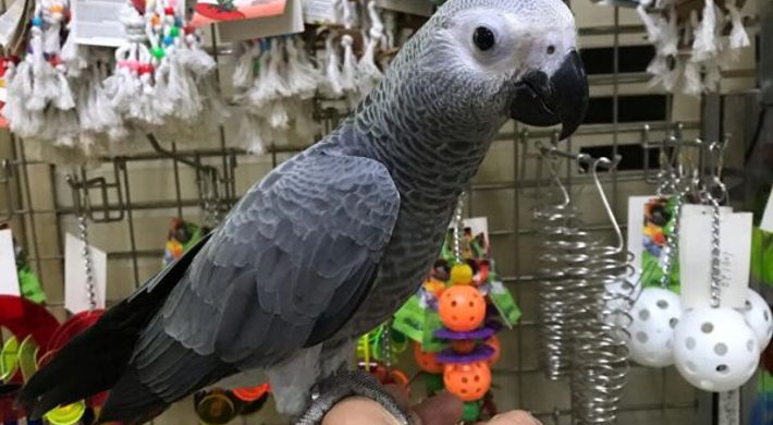 African grey parrots looking for new friends at home