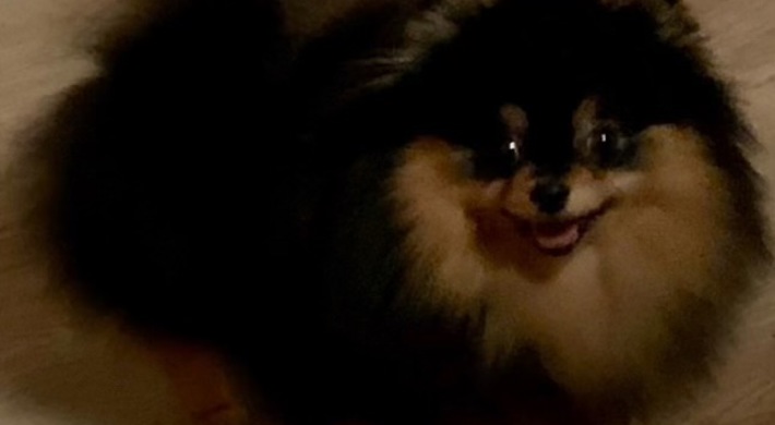 Pomeranian tæve