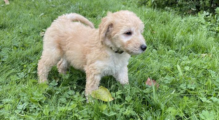 REJSEKLAR Skønne  Mellem Goldendoodle