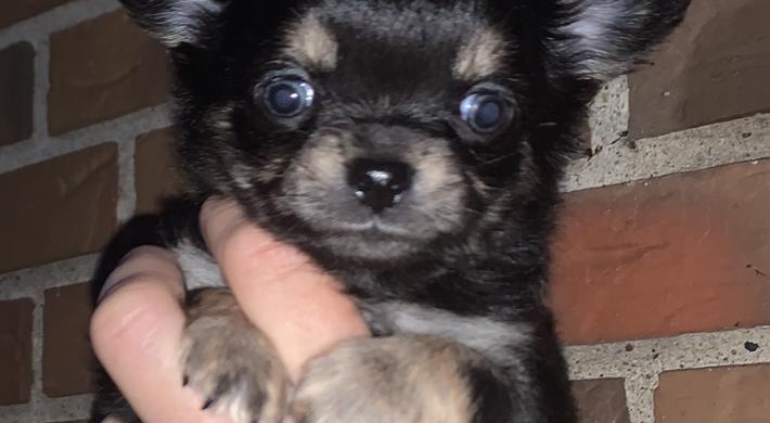 Chihuahua han med DKK stamtavle