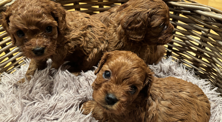 Cavapoo (Cavalier King Charles Spaniel, mor og Toy Puddel, far)