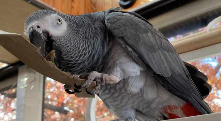 African grey parrots looking for new friends at home
