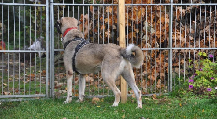 Pointer/labrador/malinois