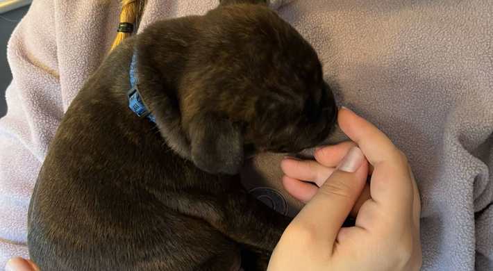 Staffordshire bull terrier hvalpe søger deres første hjem