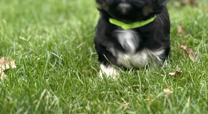 Shih tzu skønheder med god snude.