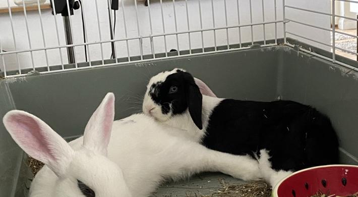 Dejlige Tamme Kaniner Søger Kærlige Familier GRATIS!❤️❤️❤️❤️