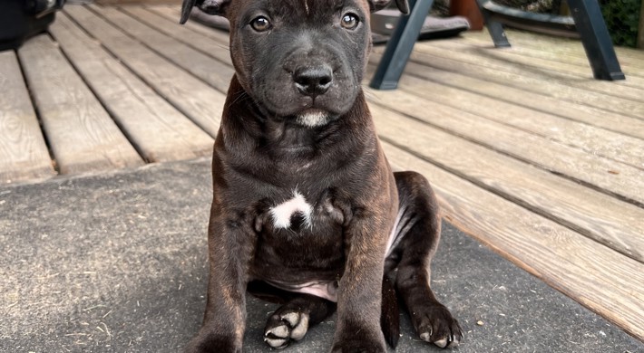 Engelsk Staffordshire Bull Terrier 