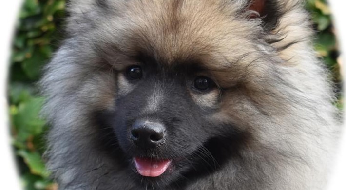 Skønne, lækre og fantastiske keeshond hvalpe med stamtavle