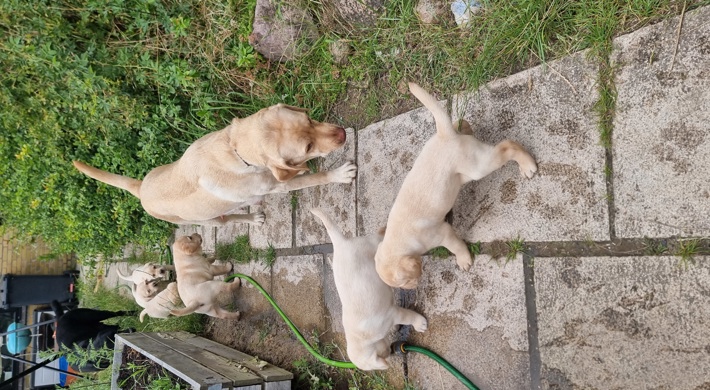 Elskelige Labrador Retriever Hvalpe Klar til Nye Hjem