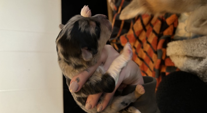 Husky/bordercollie/Australian shephard blanding.