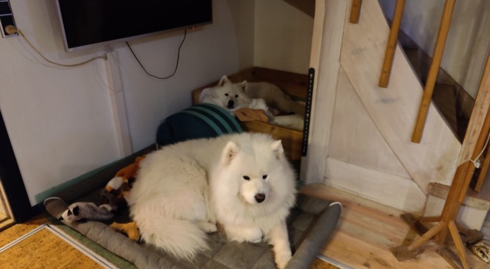 Samojed hvalpe