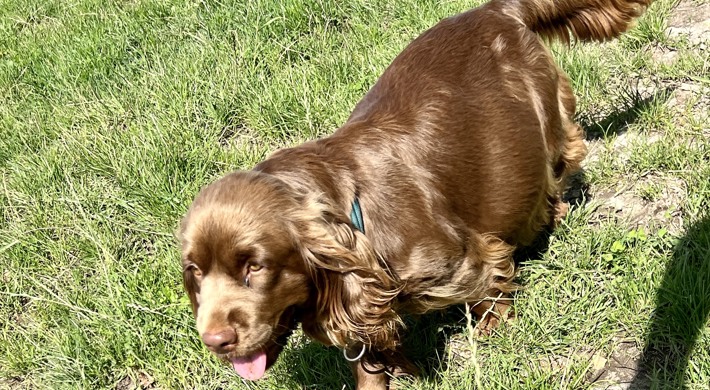 Sussex spaniel/Dejlige brune basser