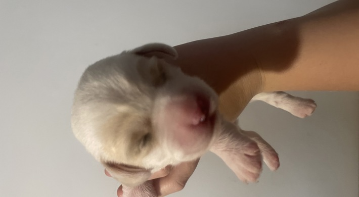 Blandingshvalpe - dansk svensk gårdhund, labrador, bichon frise og malteser