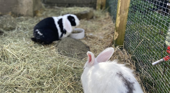Dejlige Tamme Kaniner Søger Kærlige Familier GRATIS!❤️❤️❤️❤️