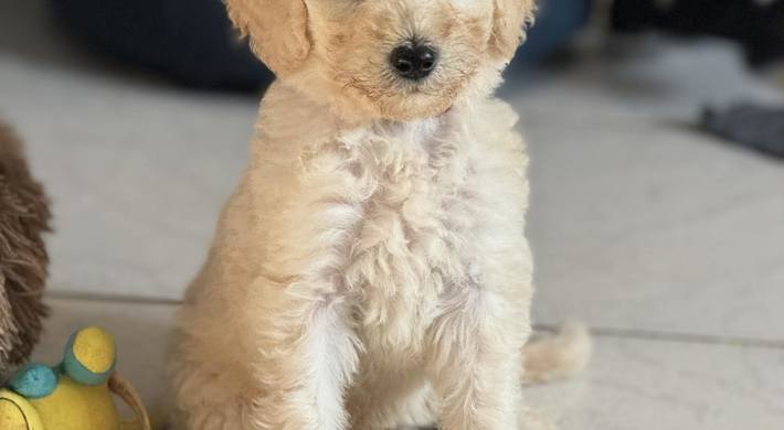 REJSEKLAR Skønne  Mellem Goldendoodle