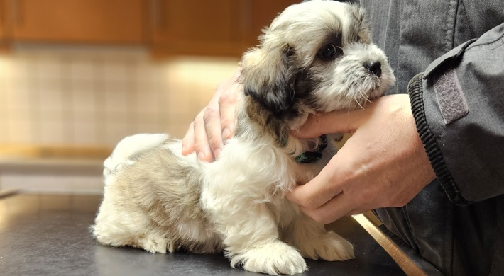 Lhasa Apso/Malteser hvalpe søger familier 