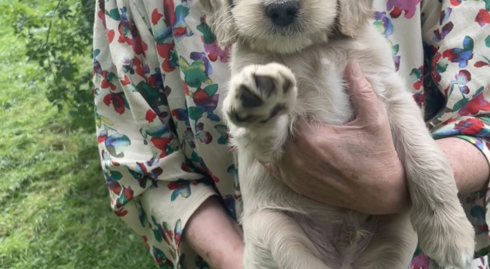 Pragtfulde lyse, brune og sorte Goldendoodles