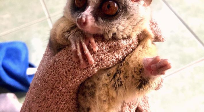 Galago bush babyer til adoption