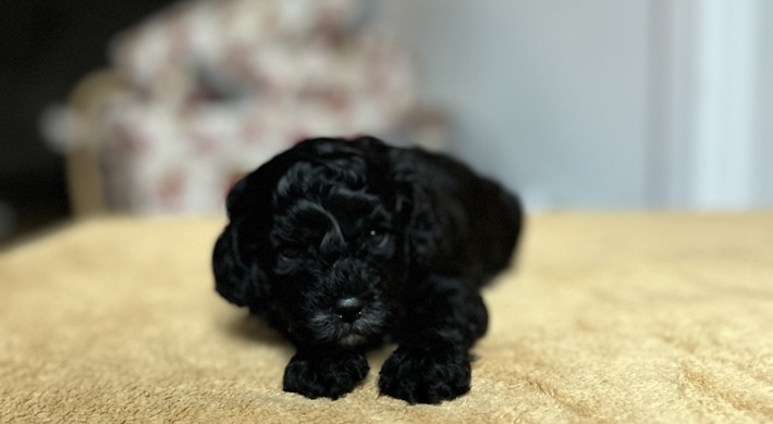 Cavapoo / Toycavapoo F1