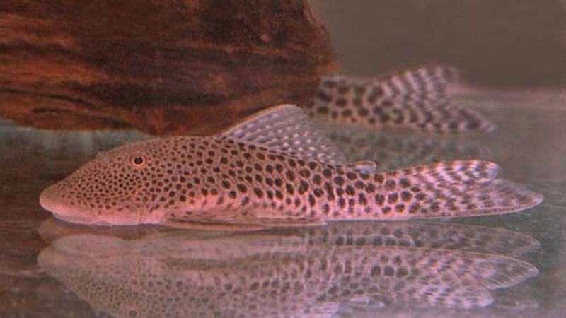 Bulldog pleco (Chaetostoma milesi)