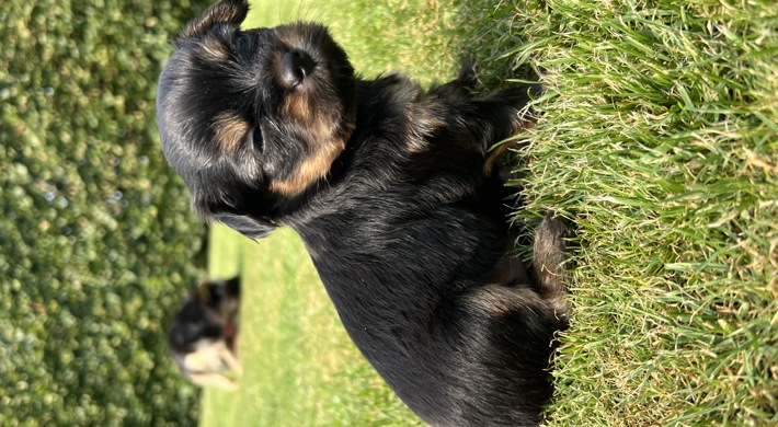 Yorkshire Terrier/Chihuahua mix