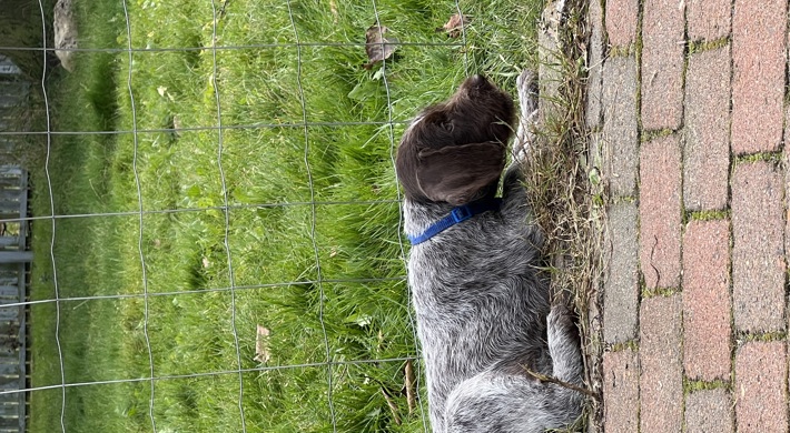 Ruhåret hønse hund hvalpe