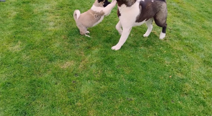 American Akita 