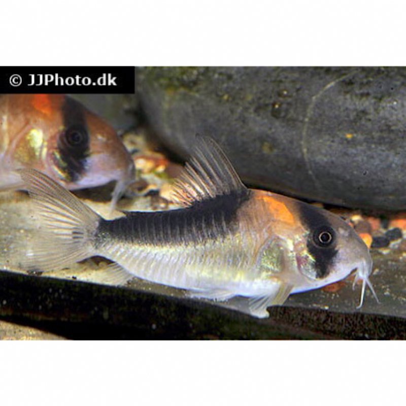 Corydoras Duplicareus