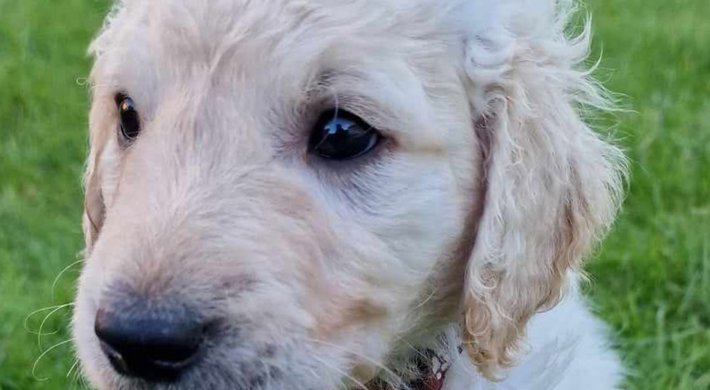 Smukke Golden Doodle hvalpe