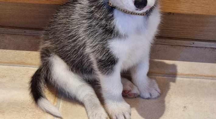 Husky/malamute hvalpe klar til nyt hjem