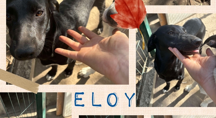 Sødeste Enzo & Eloy