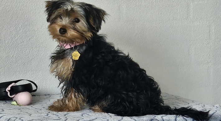 Ægte yorkshire Terrier hvalp