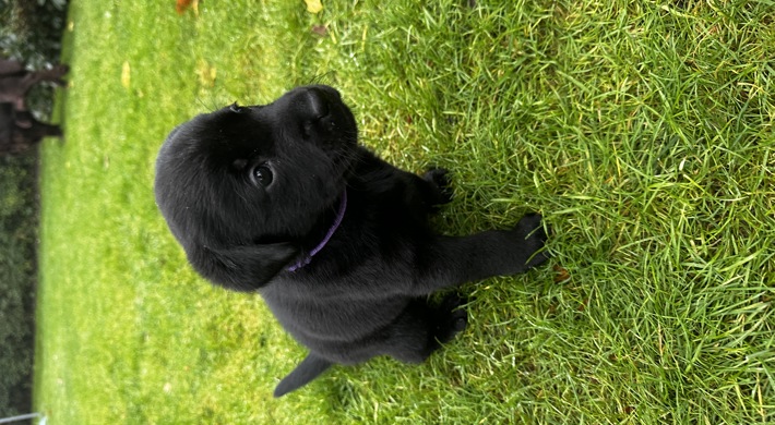 Sorte Labrador Gammeldags/Retriever hvalpe 