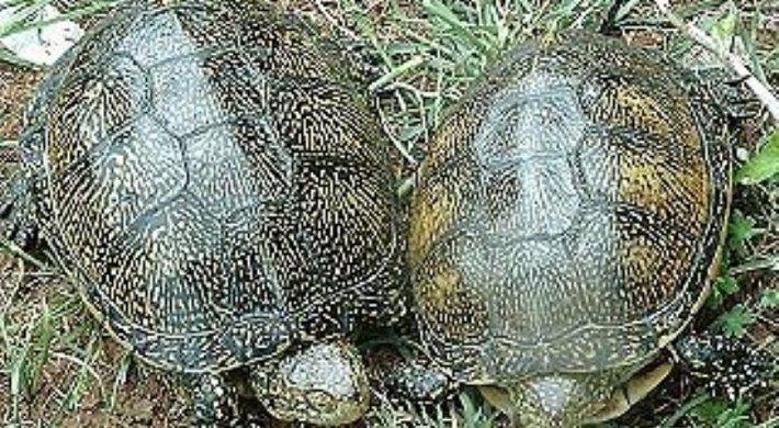 Europæisk sumpskildpadde (Emys orbicularis)